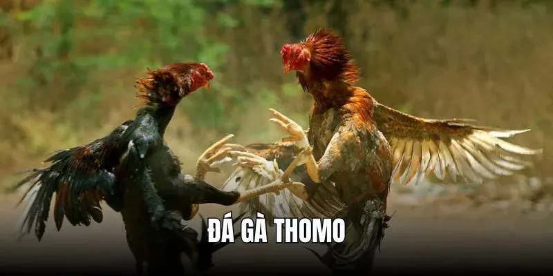 Kinh-nghiem-choi-da-ga-thomo-dua-vao-lich-su-thi-dau-cua-chien-ke