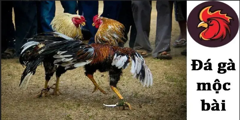 Quy-dinh-da-ga-moc-bai-quan-trong-khi-tham-gia-tai-J88